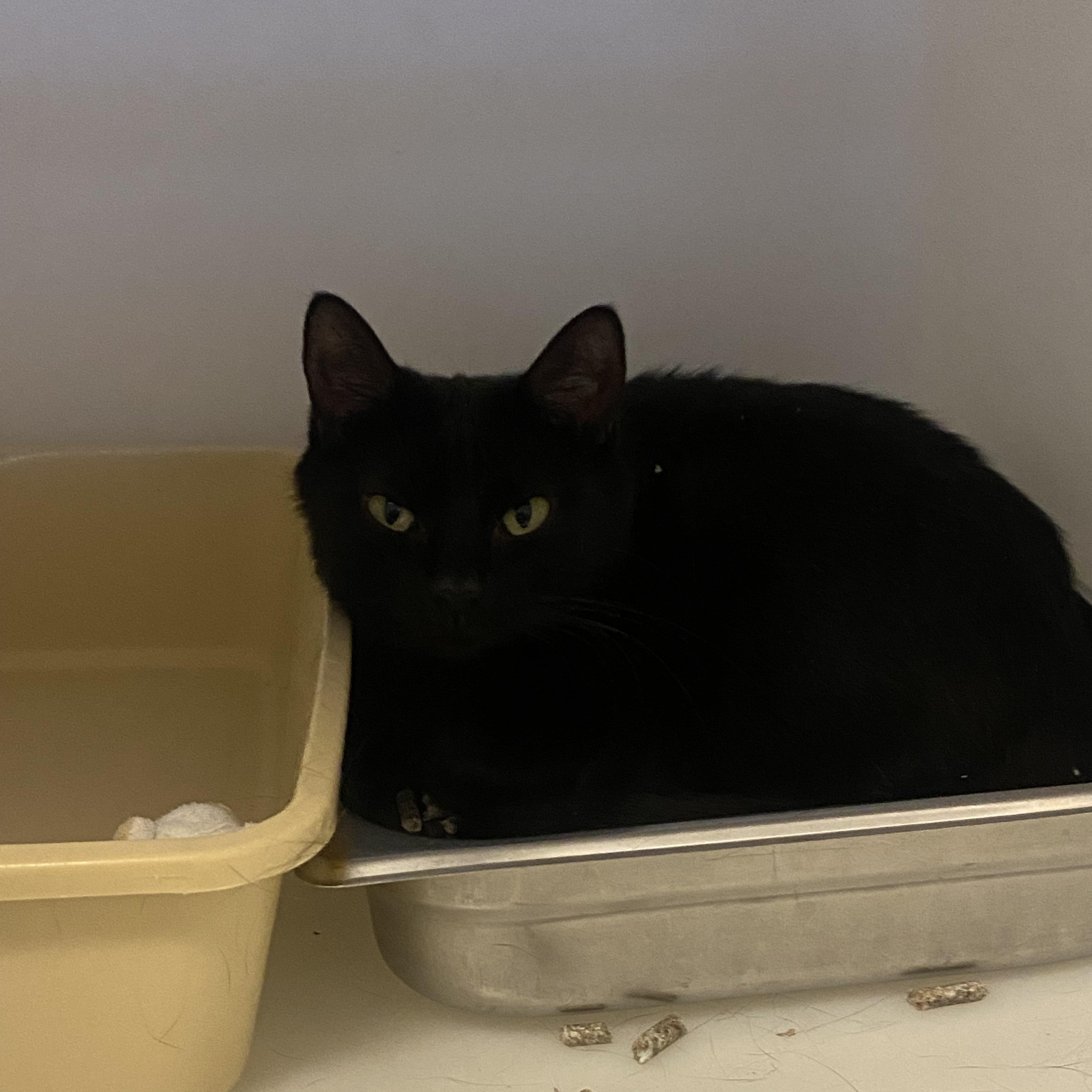 Enlarge Linda, a ADOPTABLE Domestic Short Hair in King George, VA image 4/4