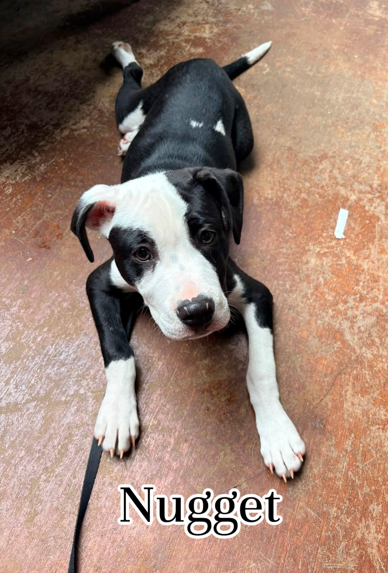 Enlarge Nugget, a ADOPTABLE mixed breed in Elburn, IL image 2/5