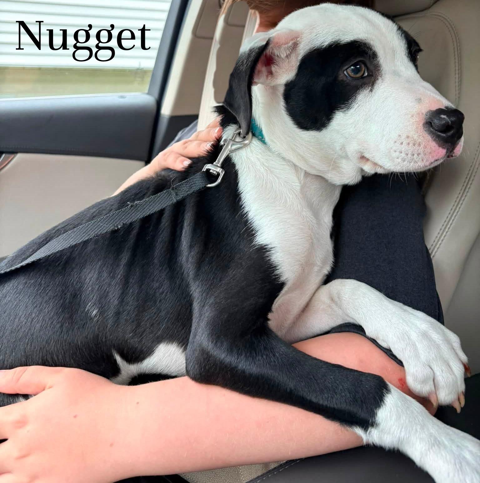 Enlarge Nugget, a ADOPTABLE mixed breed in Elburn, IL image 3/5