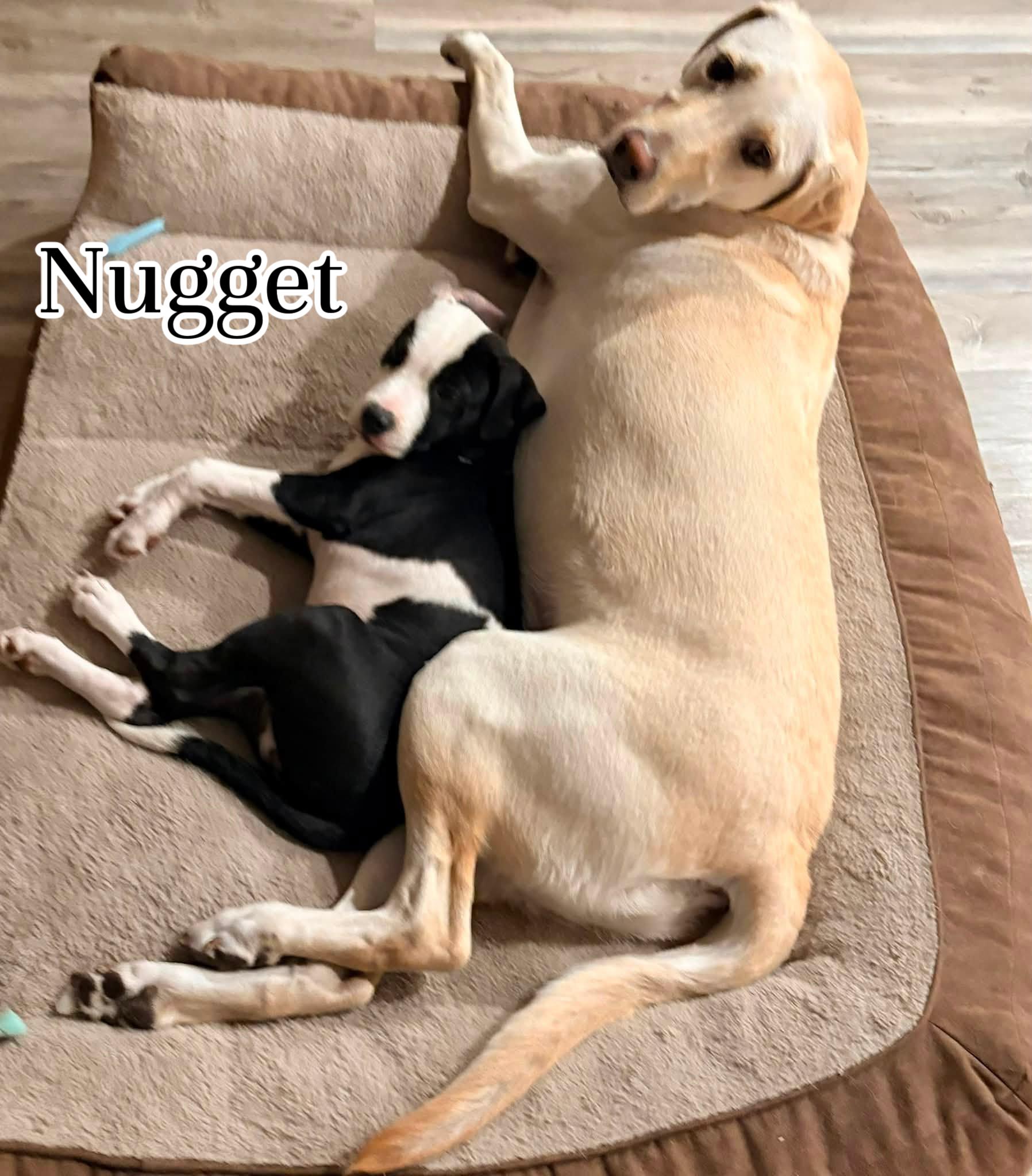 Enlarge Nugget, a ADOPTABLE mixed breed in Elburn, IL image 5/5