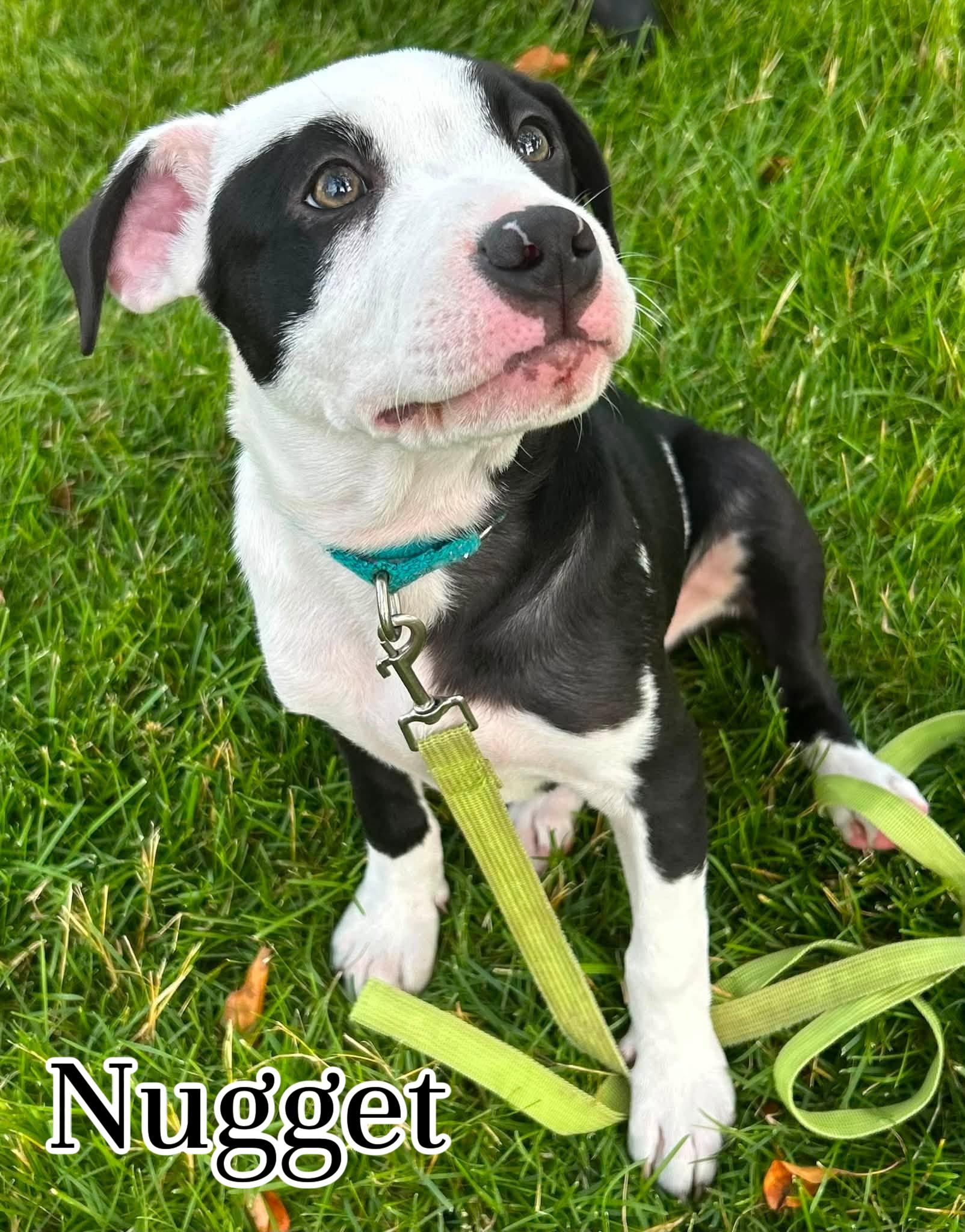 Enlarge Nugget, a ADOPTABLE mixed breed in Elburn, IL image 1/5