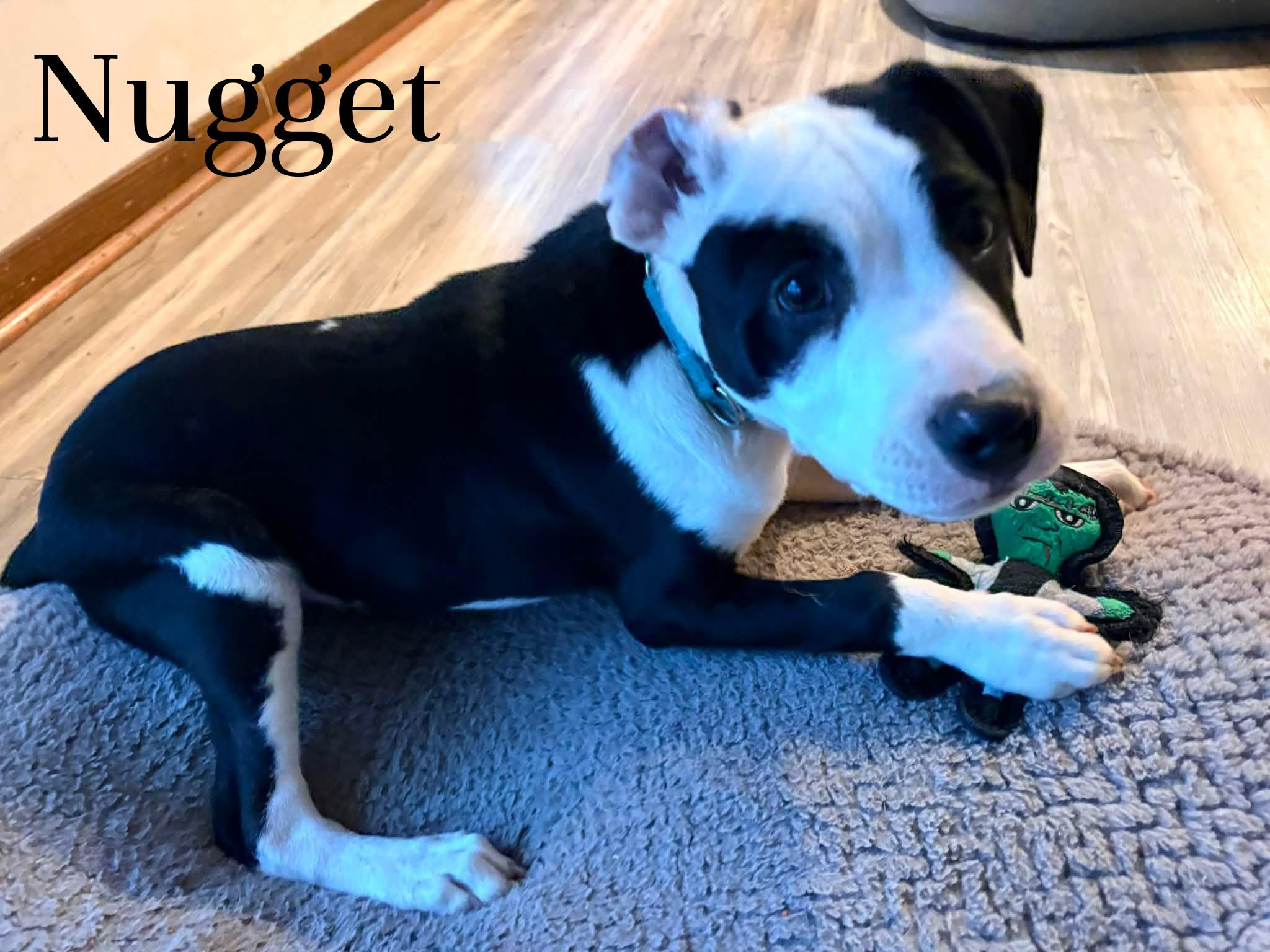 Enlarge Nugget, a ADOPTABLE mixed breed in Elburn, IL image 4/5