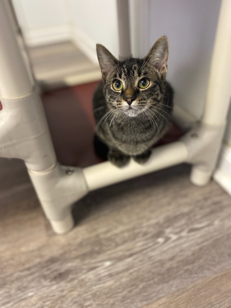 Lucille, Adoptable, Young Female Domestic Short Hair.
