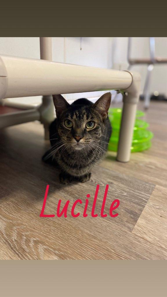 Lucille, a Adoptable Domestic Short Hair in Burgaw, NC image 1/2