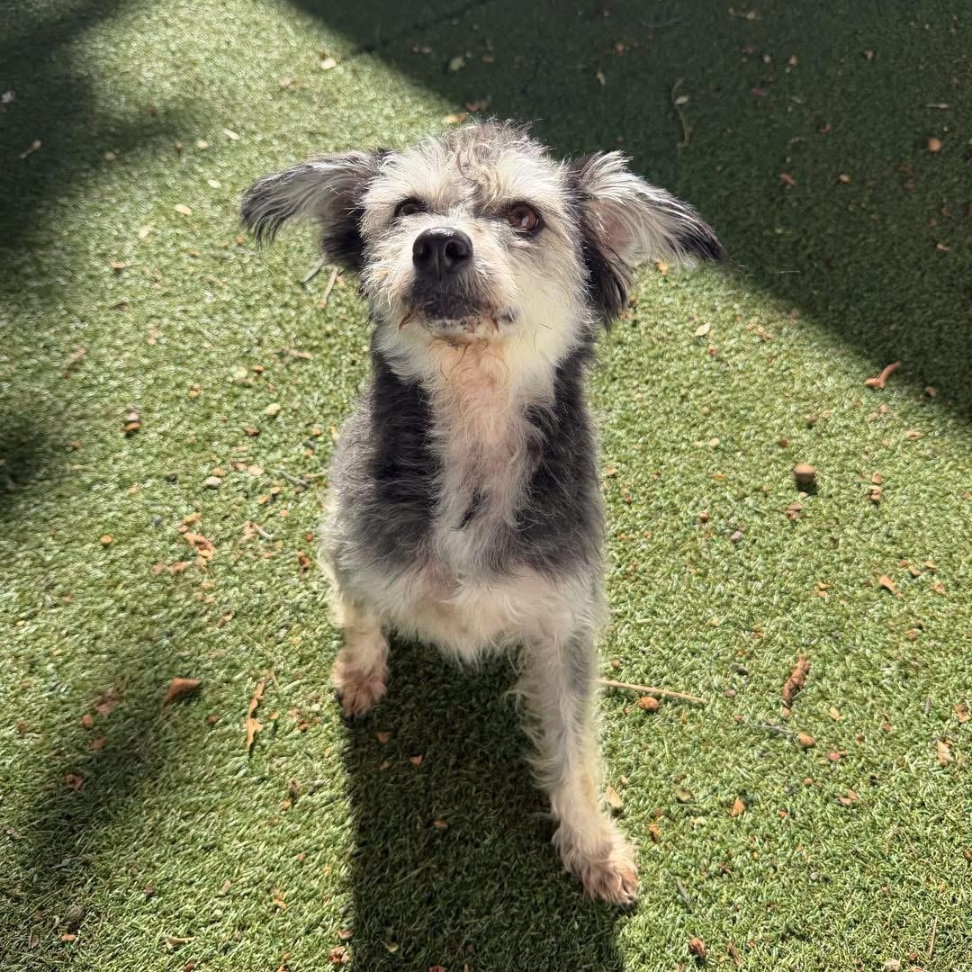 Enlarge Dani, a Adoptable mixed breed in Yaphank, NY image 2/6