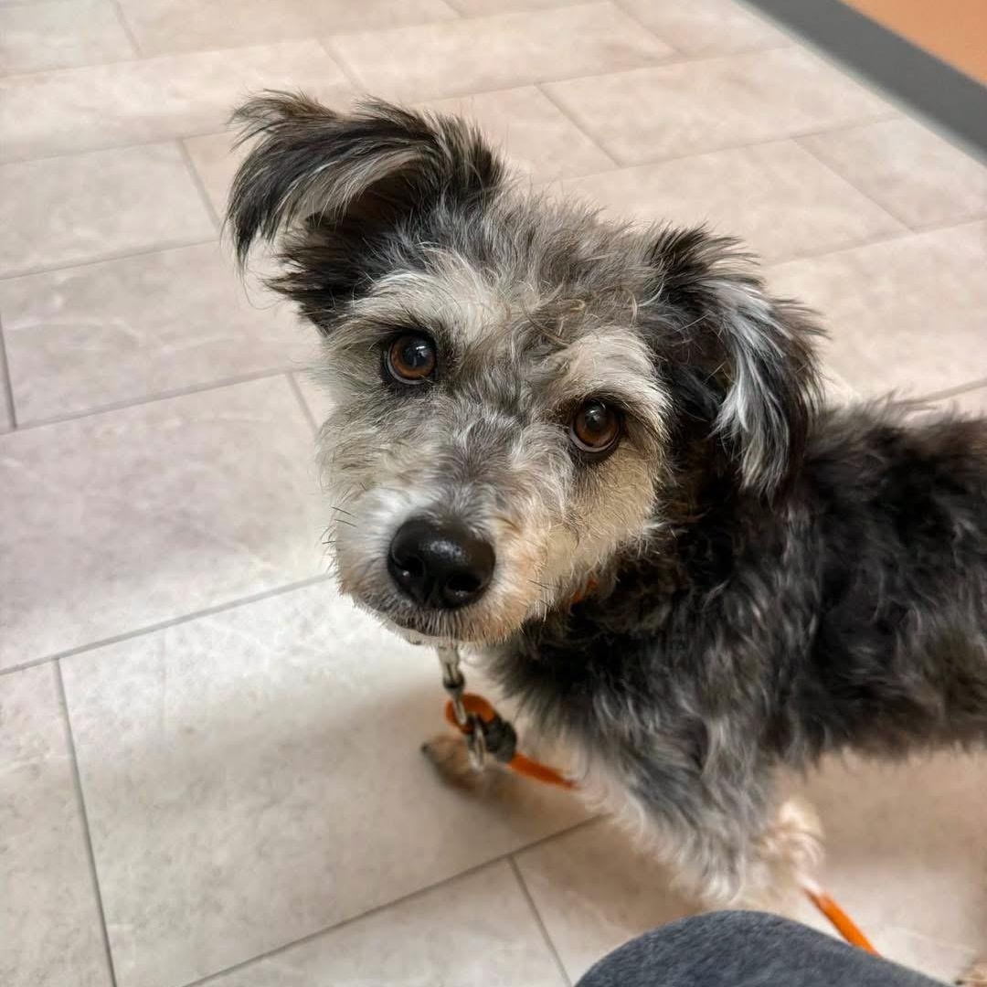 Dani, Adoptable, Young Female Schnauzer.