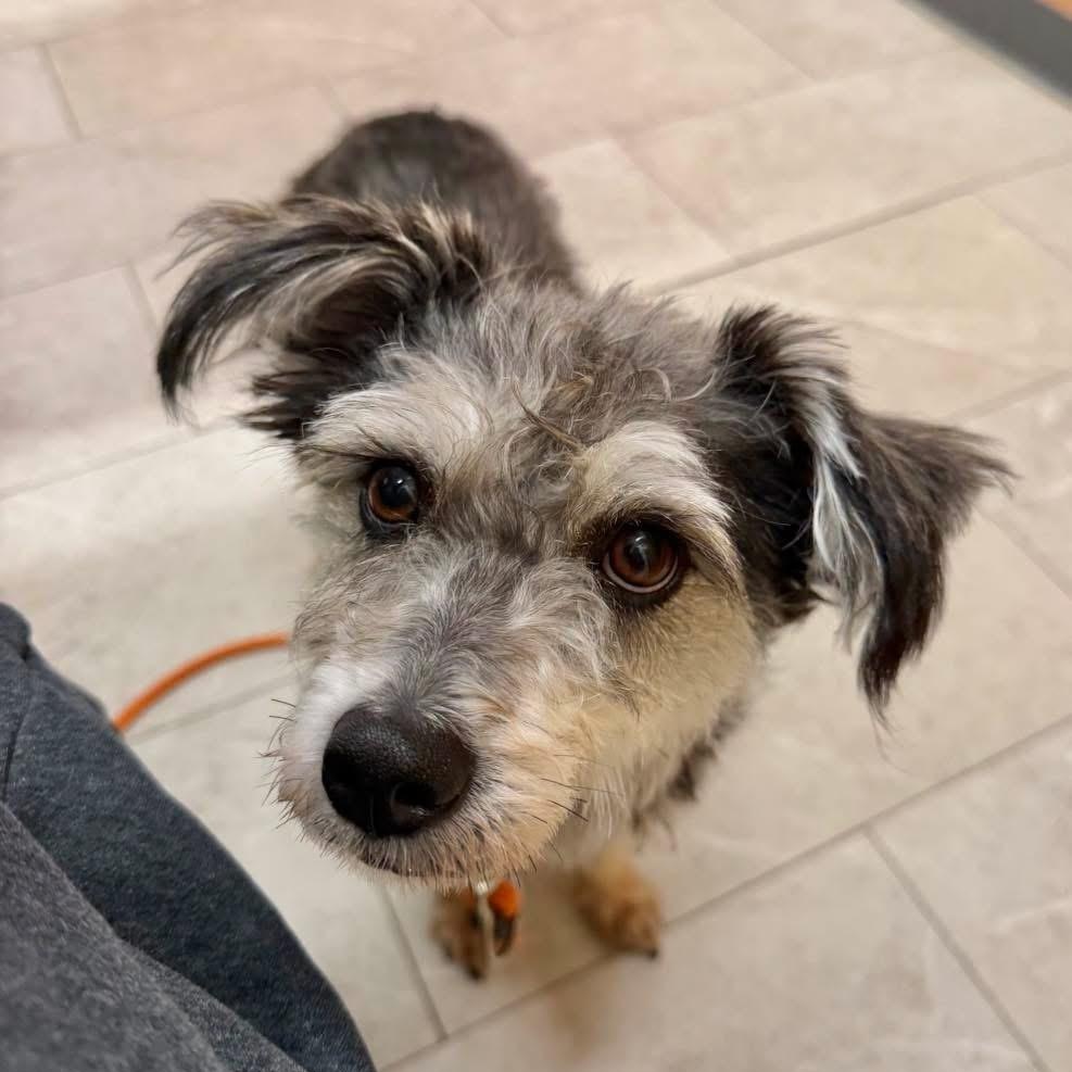 Enlarge Dani, a Adoptable mixed breed in Yaphank, NY image 6/6