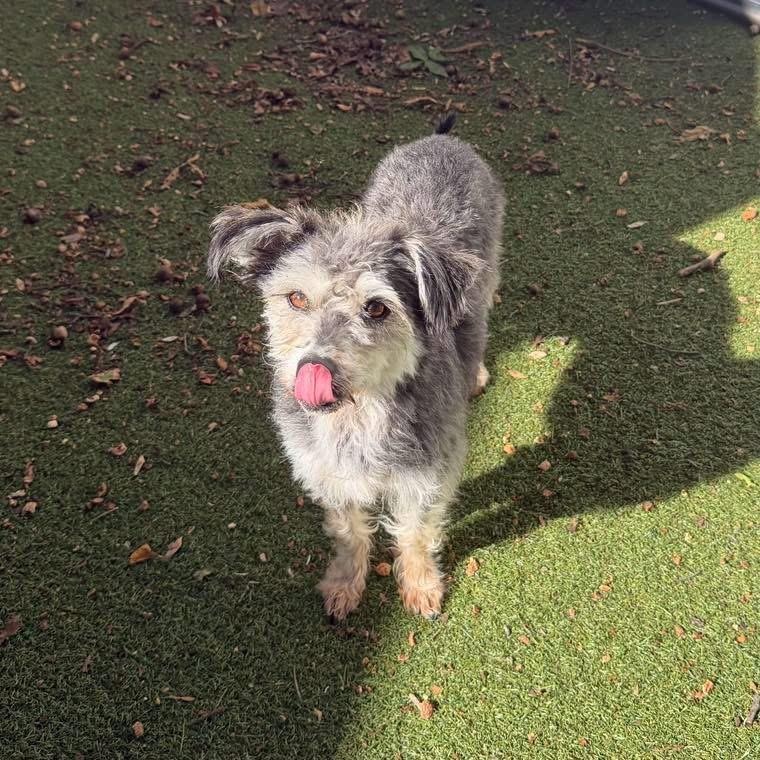 Enlarge Dani, a Adoptable mixed breed in Yaphank, NY image 3/6
