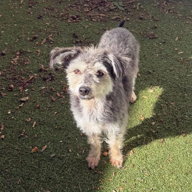 Enlarge Dani, a Adoptable mixed breed in Yaphank, NY image 4/6