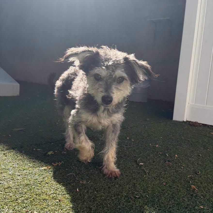 Enlarge Dani, a Adoptable mixed breed in Yaphank, NY image 5/6