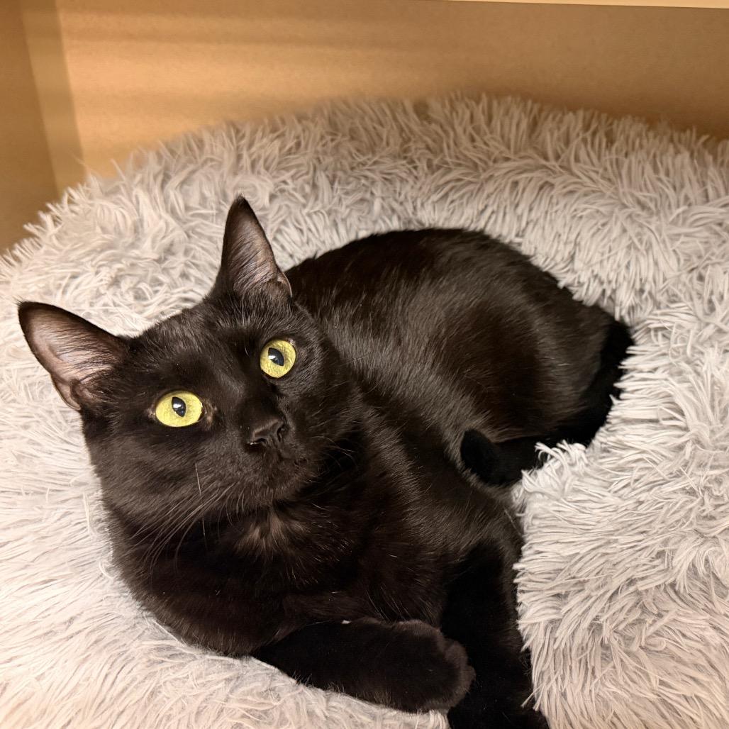 Tiny, Adoptable, Young Female Domestic Short Hair.