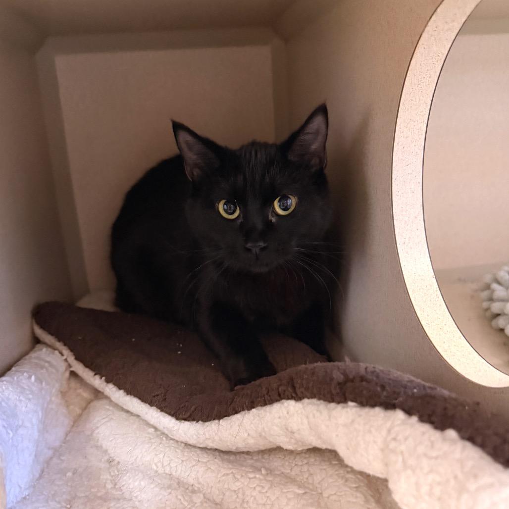 Enlarge Tiny, a Adoptable Domestic Short Hair in Pagosa Springs, CO image 1/2