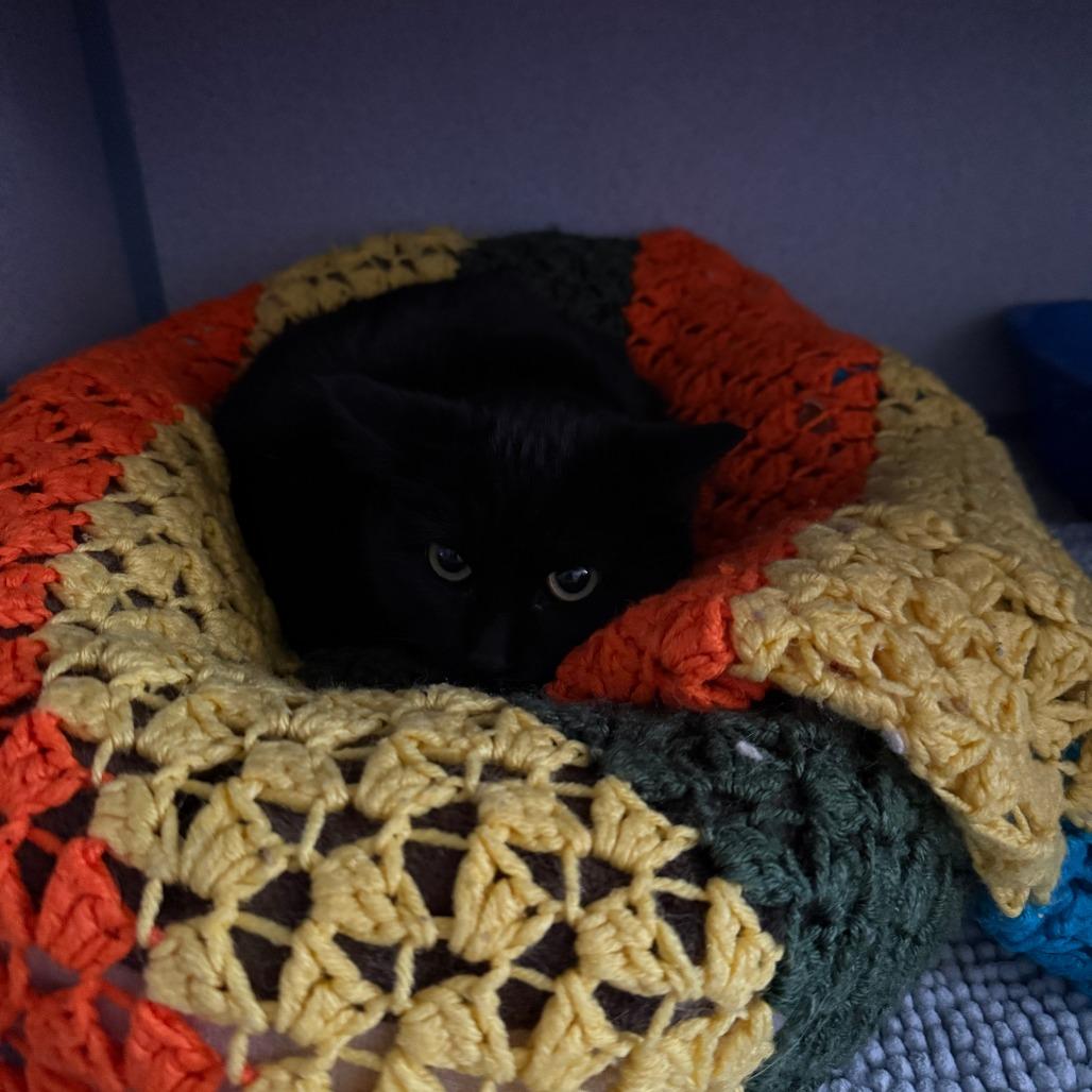 Enlarge Tiny, a Adoptable Domestic Short Hair in Pagosa Springs, CO image 1/1