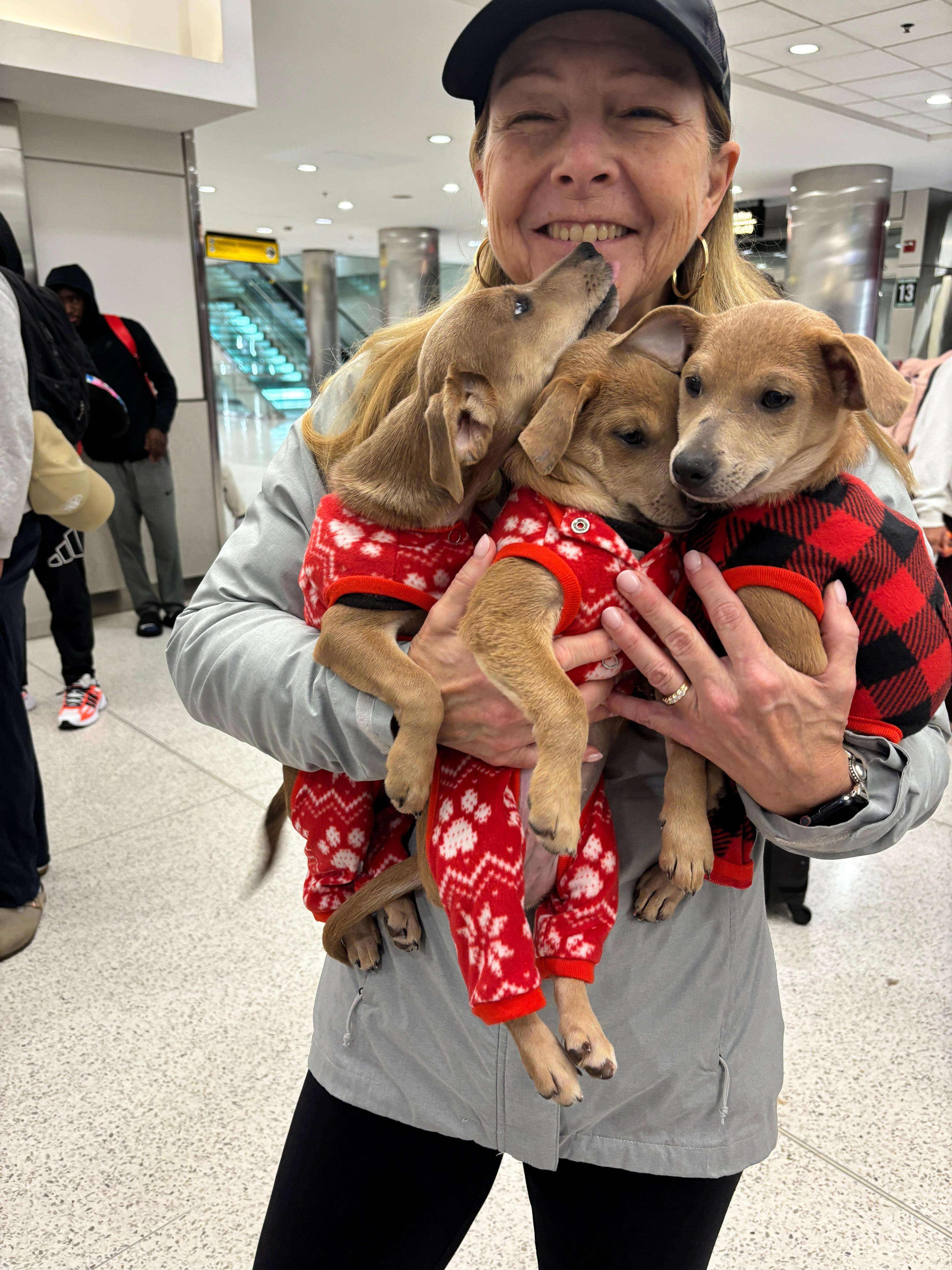 Enlarge VIOLET (6.4 lbs!), an adopted mixed breed in Annapolis, NY image 6/6