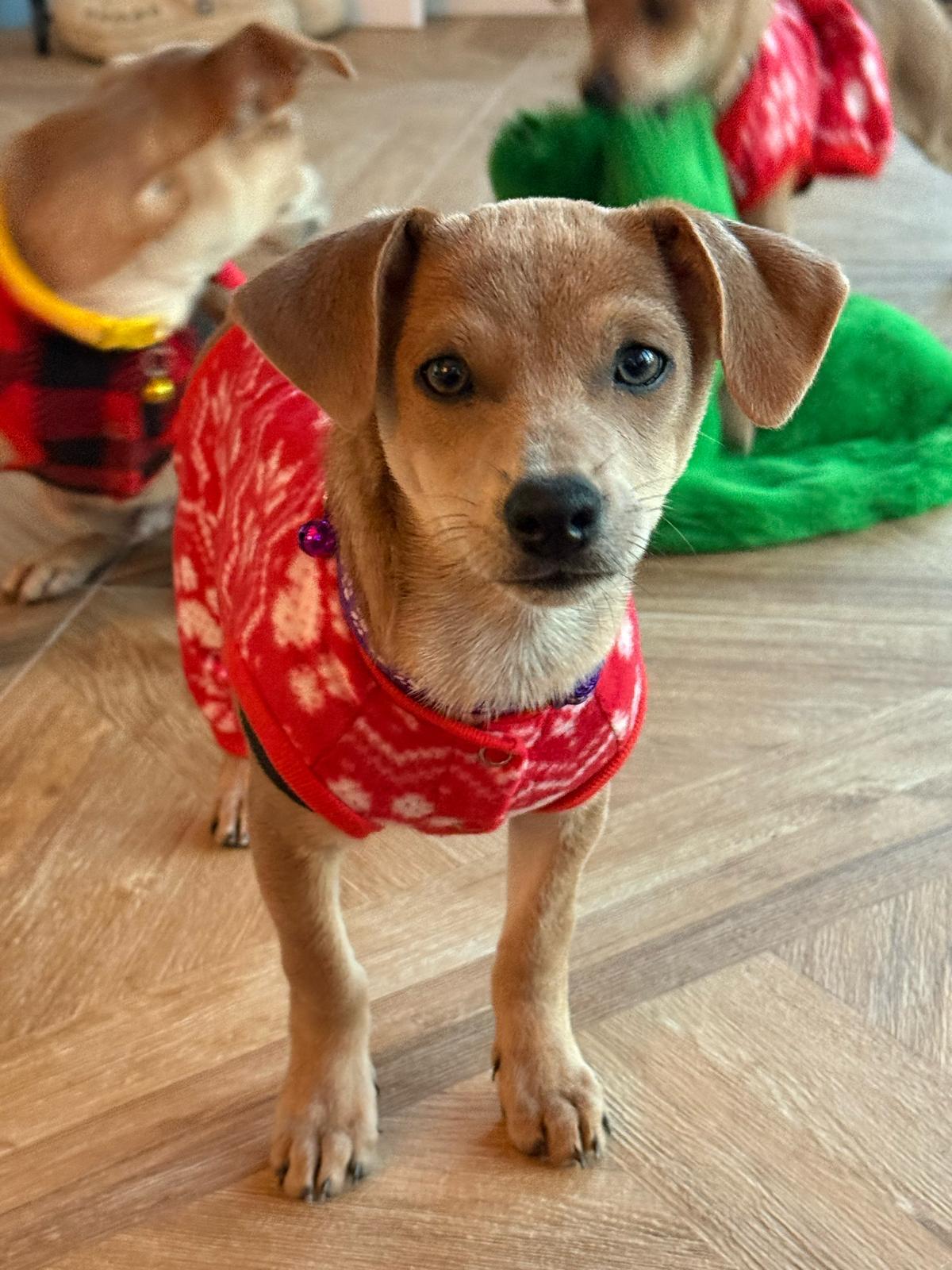 VIOLET (6.4 lbs!), adopted, Puppy Female Dachshund & Chiweenie.