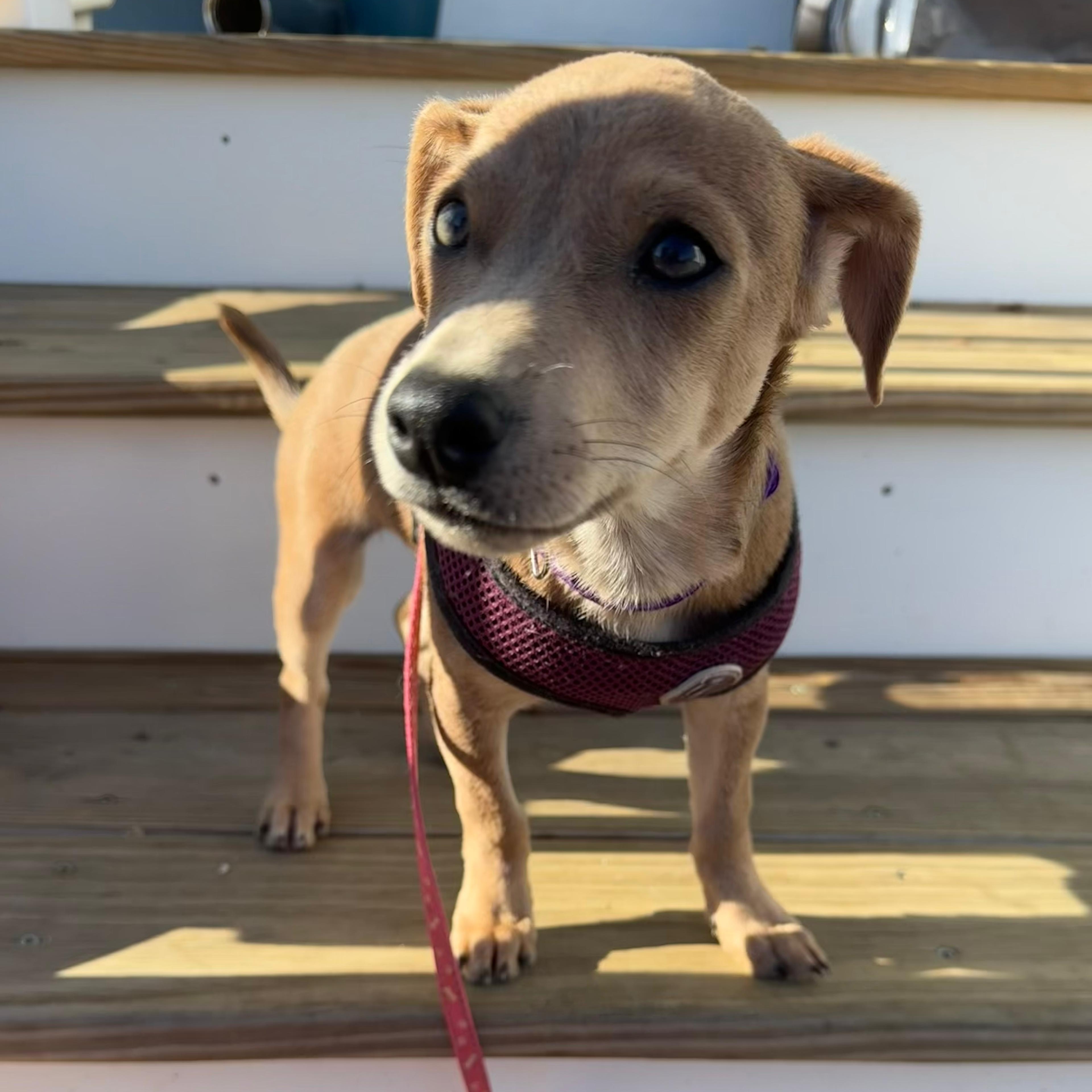 Enlarge VIOLET (6.4 lbs!), an adopted mixed breed in Annapolis, NY image 3/6