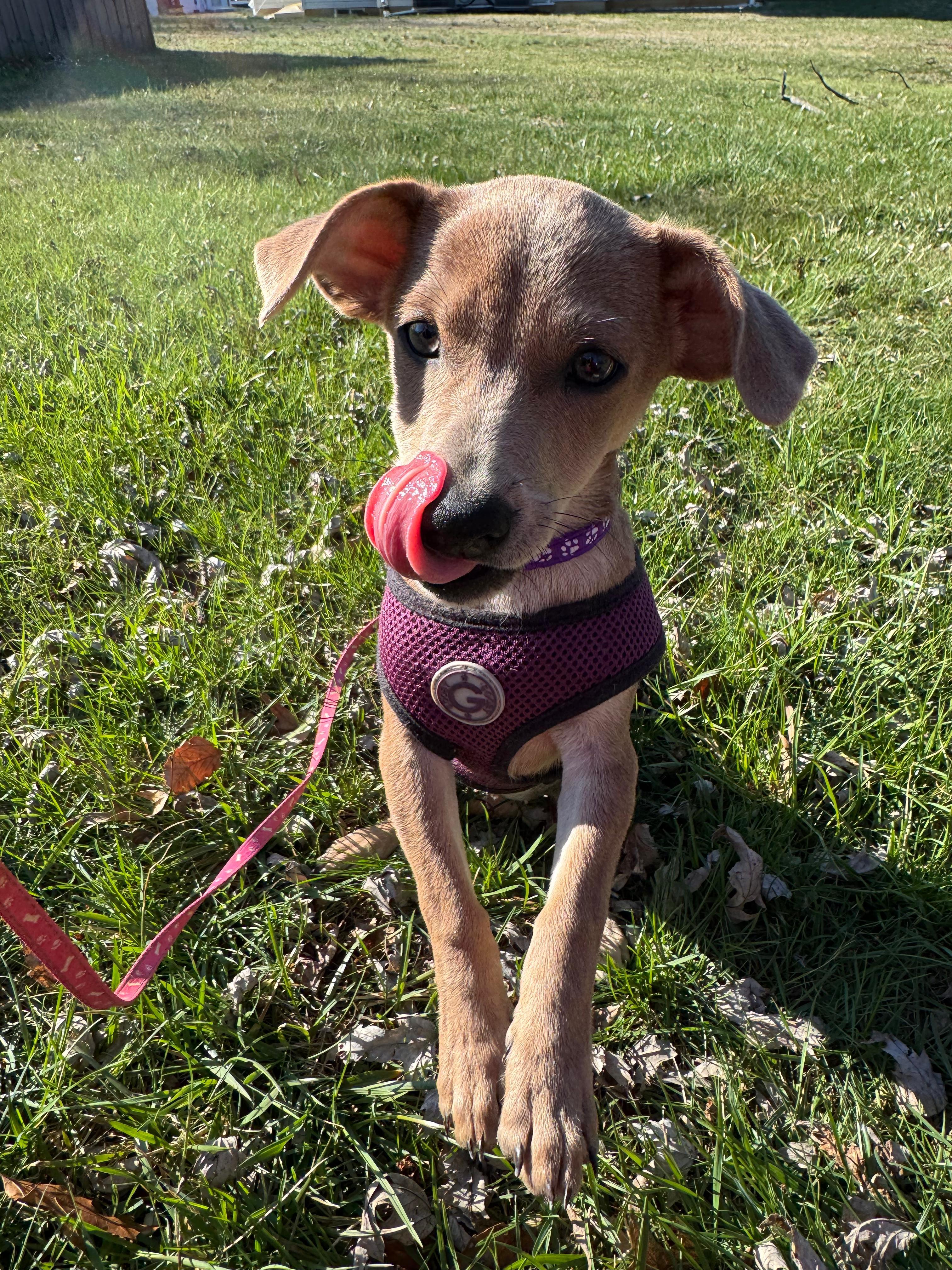 Enlarge VIOLET (6.4 lbs!), an adopted mixed breed in Annapolis, NY image 4/6