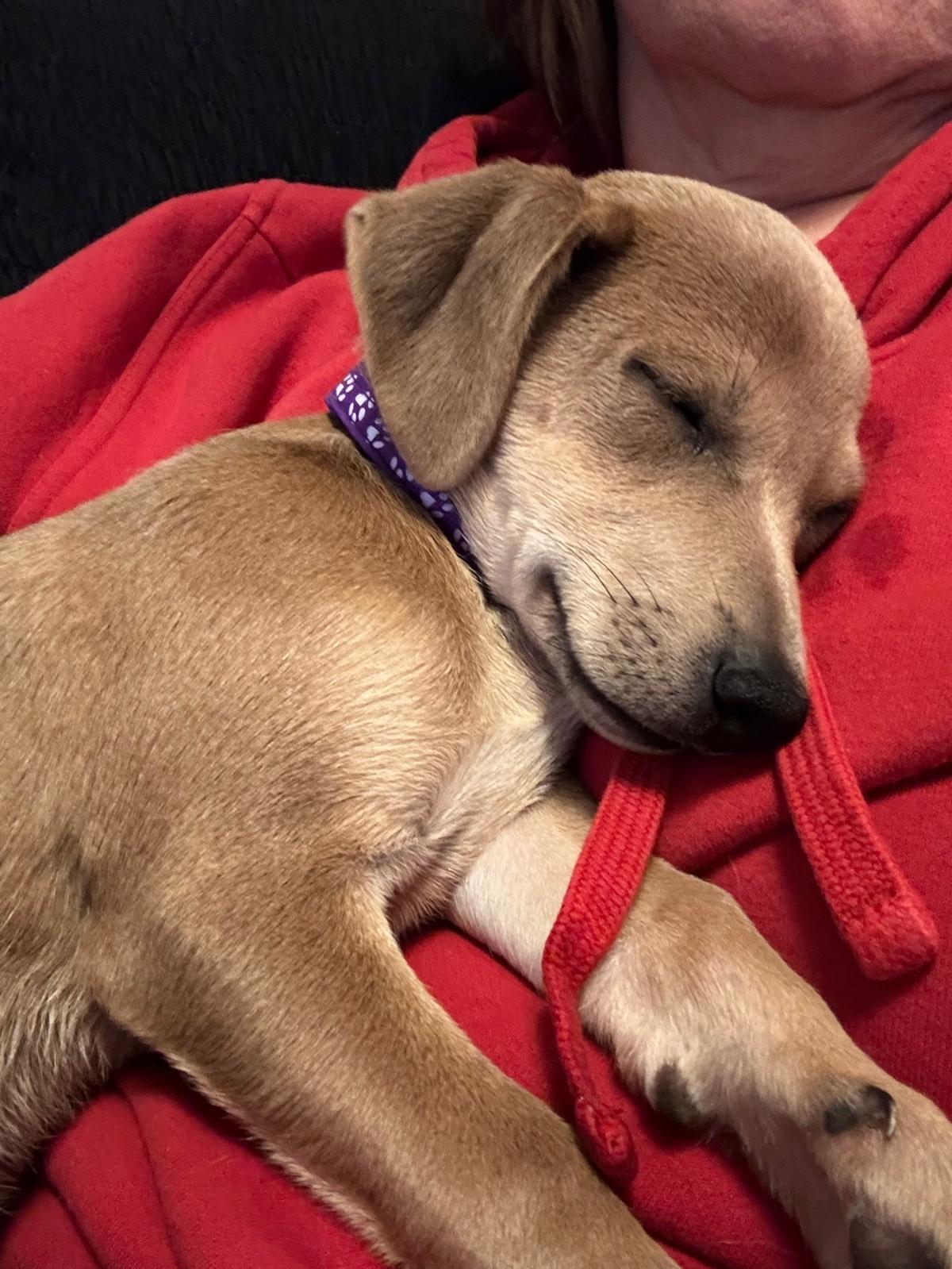 Enlarge VIOLET (6.4 lbs!), an adopted mixed breed in Annapolis, NY image 2/6