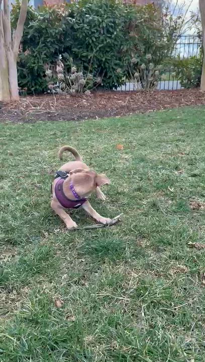 Enlarge VIOLET (6.4 lbs!), an adopted mixed breed in Annapolis, NY video 5/6