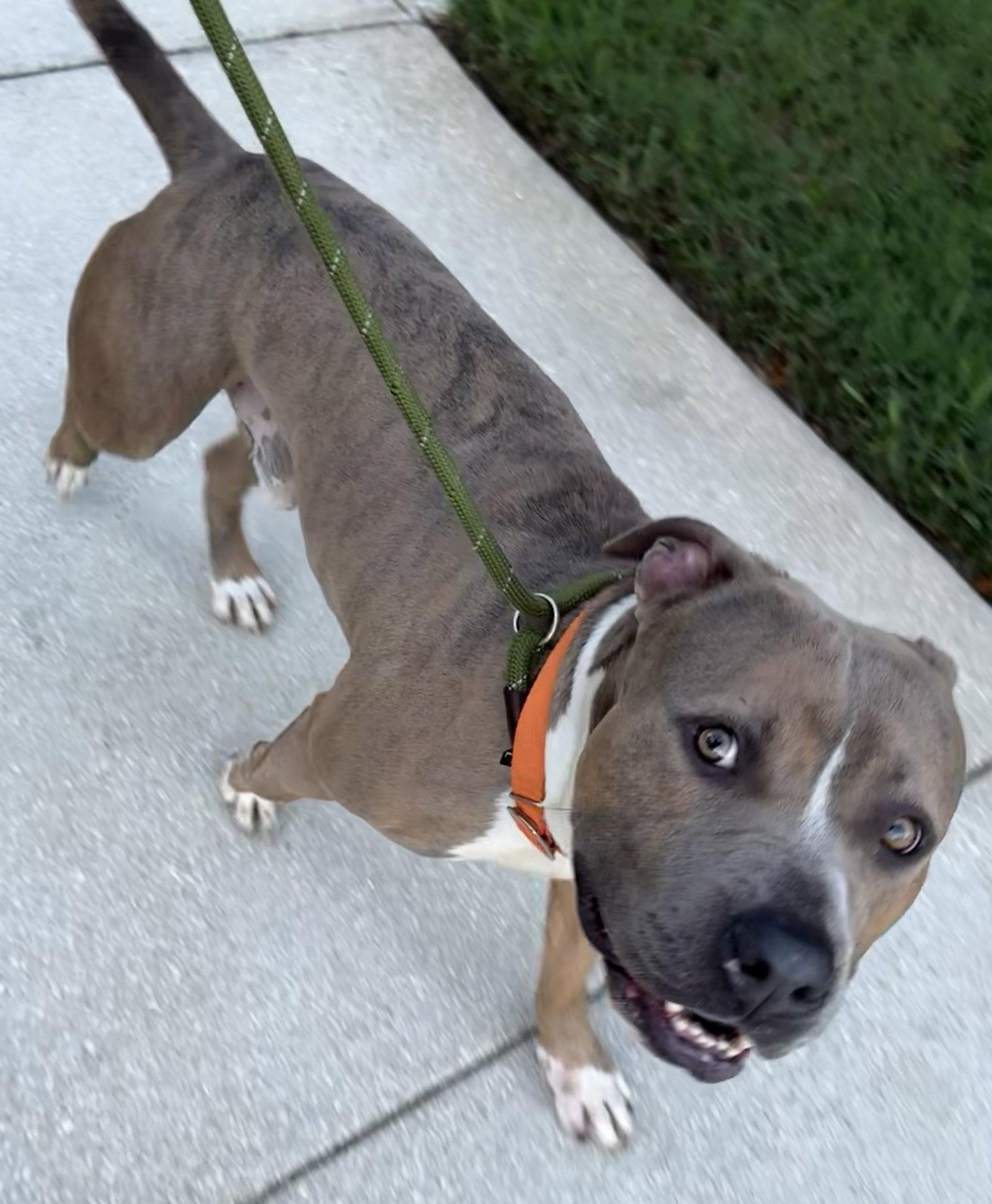 Ralph - TRAINING CAMP Graduate, Adopted, Adult Male American Bulldog.
