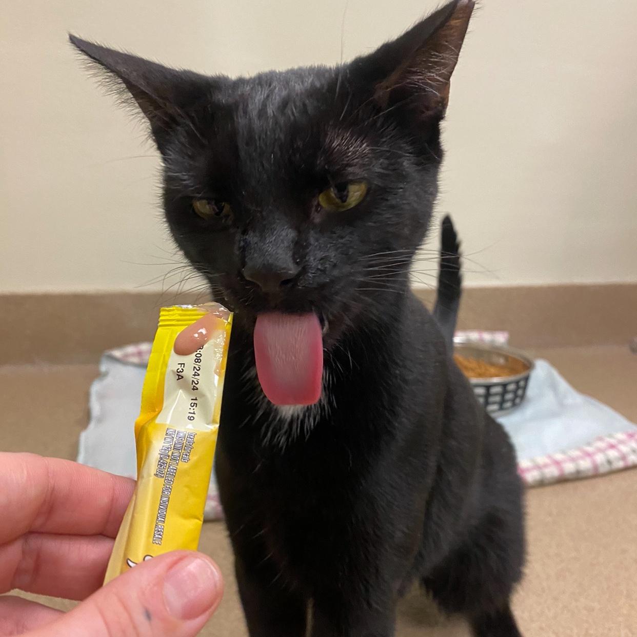 Habanero, a Adoptable Domestic Short Hair in Myerstown, PA image 4/5