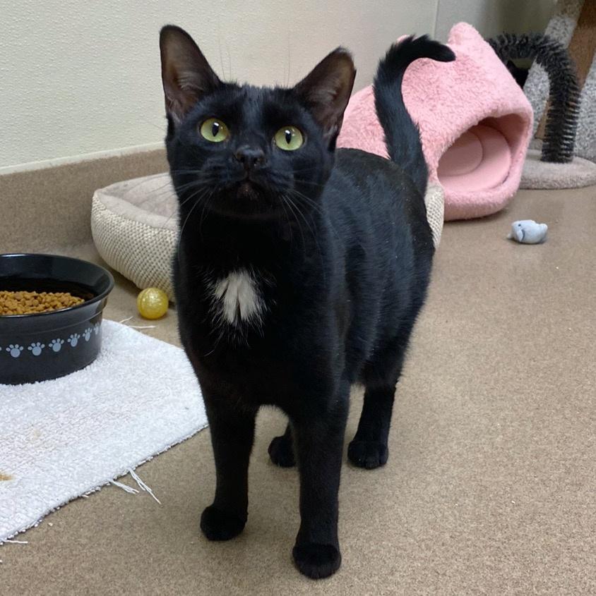 Habanero, Adoptable, Adult Female Domestic Short Hair.