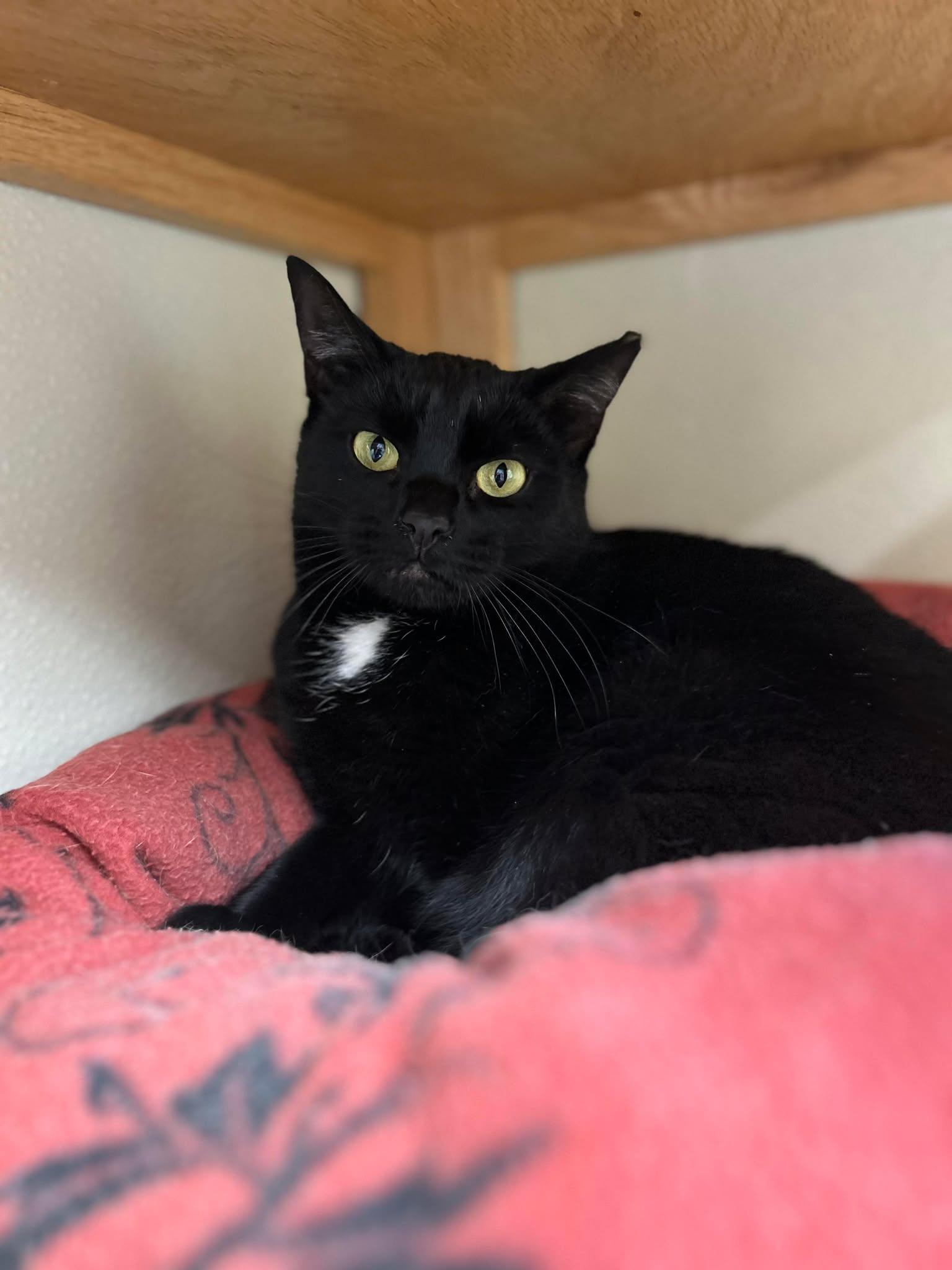 Habanero, a Adoptable Domestic Short Hair in Myerstown, PA image 5/5