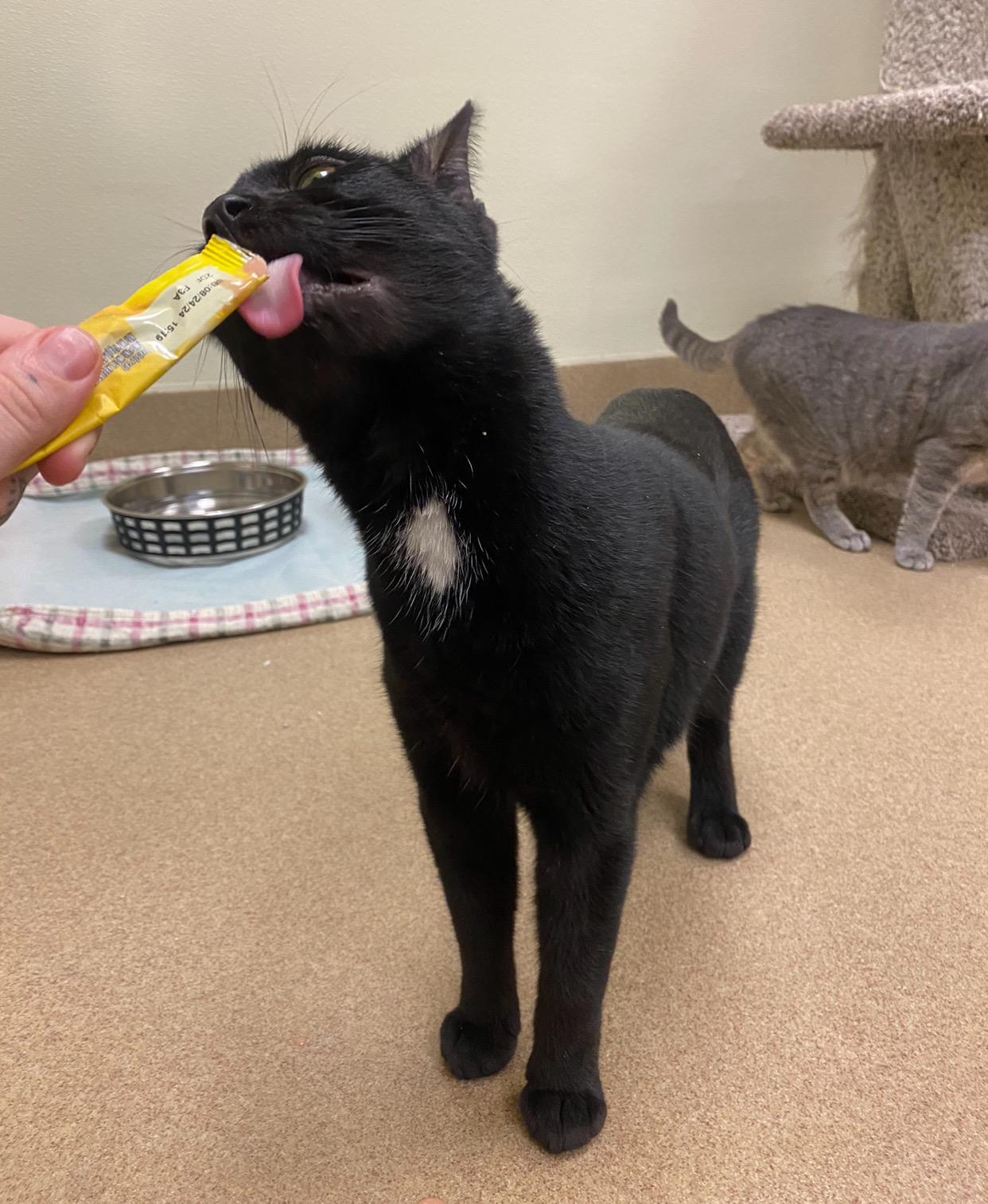 Habanero, a Adoptable Domestic Short Hair in Myerstown, PA image 2/5