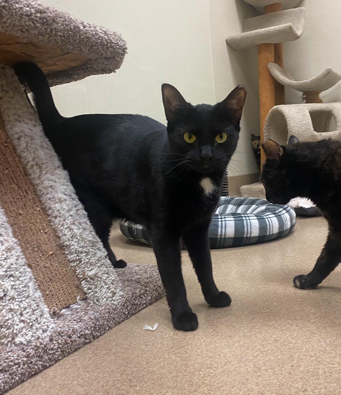 Habanero, a Adoptable Domestic Short Hair in Myerstown, PA image 3/5