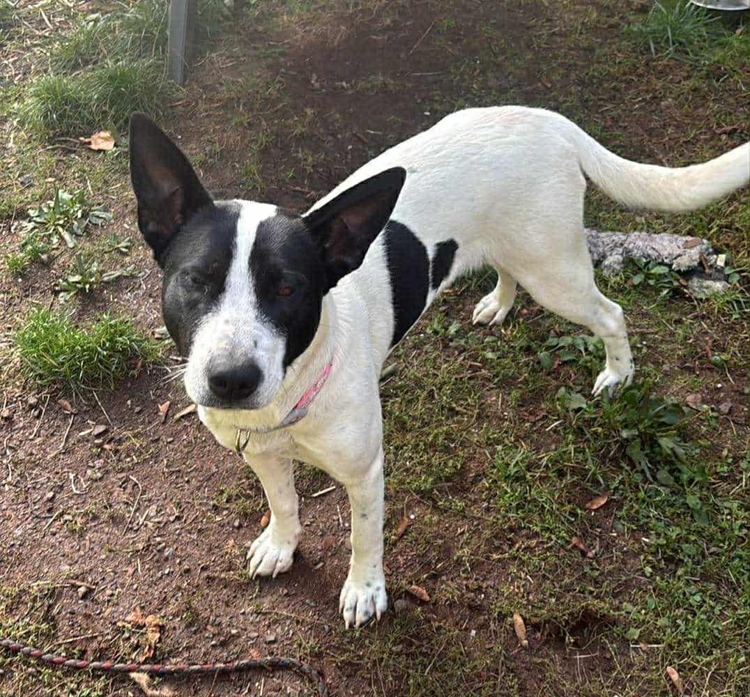 Piper , a Adoptable mixed breed in Olympia, WA image 4/6