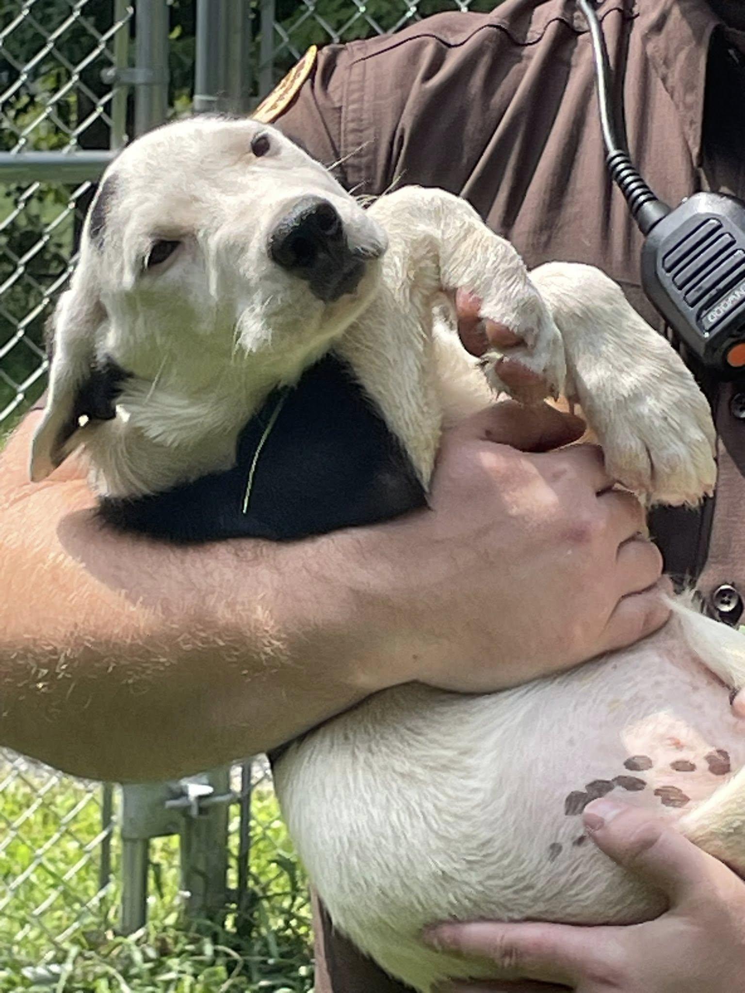 Puppies - 3 months old, Adopted, Puppy Female Shepherd & Terrier.