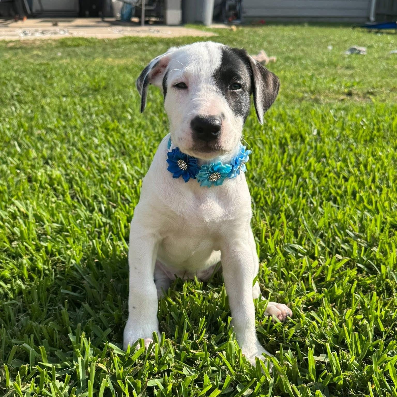 Rose, an adopted mixed breed in Baytown, TX image 2/6