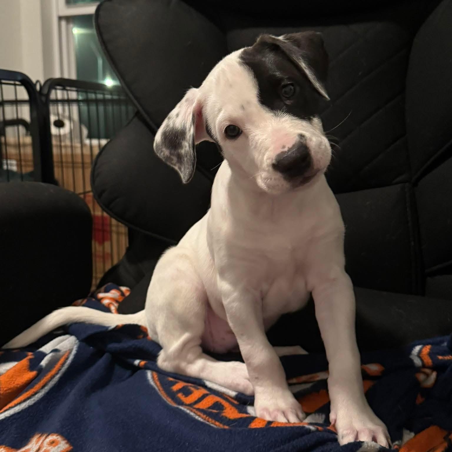 Rose, adopted, Puppy Female English Shepherd & Labrador Retriever.