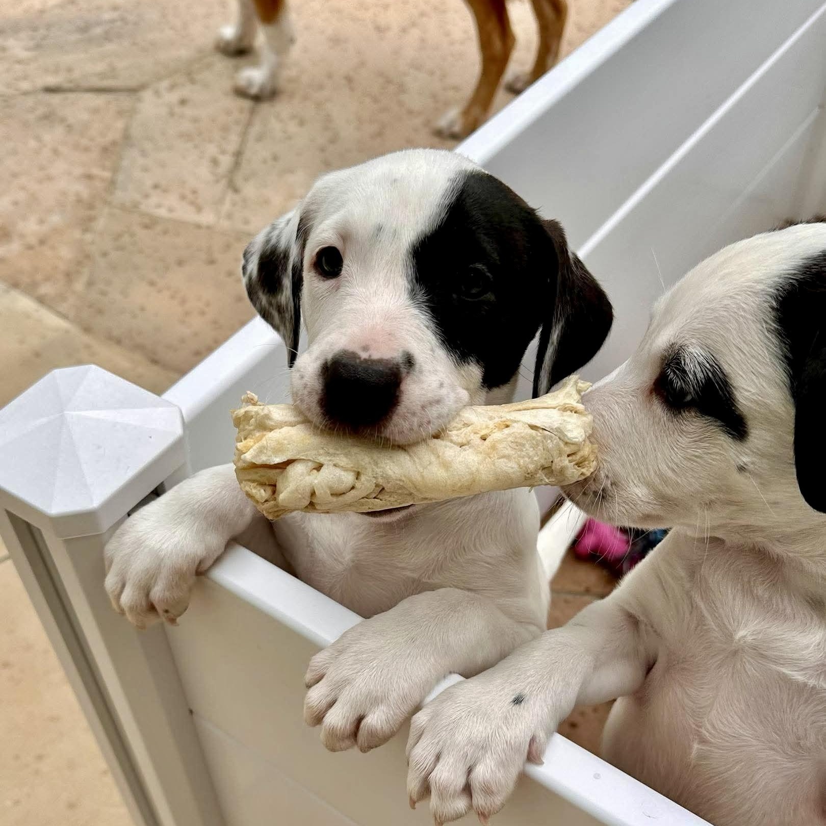 Rose, an adopted mixed breed in Baytown, TX image 3/6