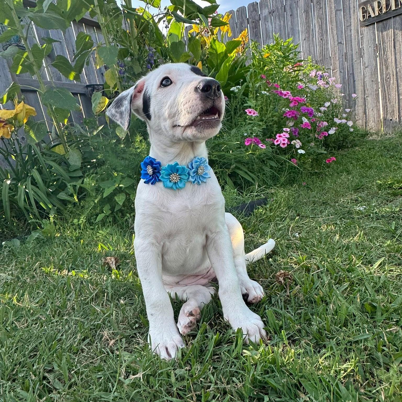 Rose, an adopted mixed breed in Baytown, TX image 5/6