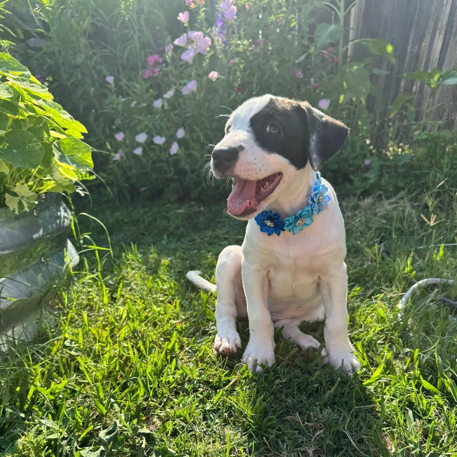 Rose, an adopted mixed breed in Baytown, TX image 4/6