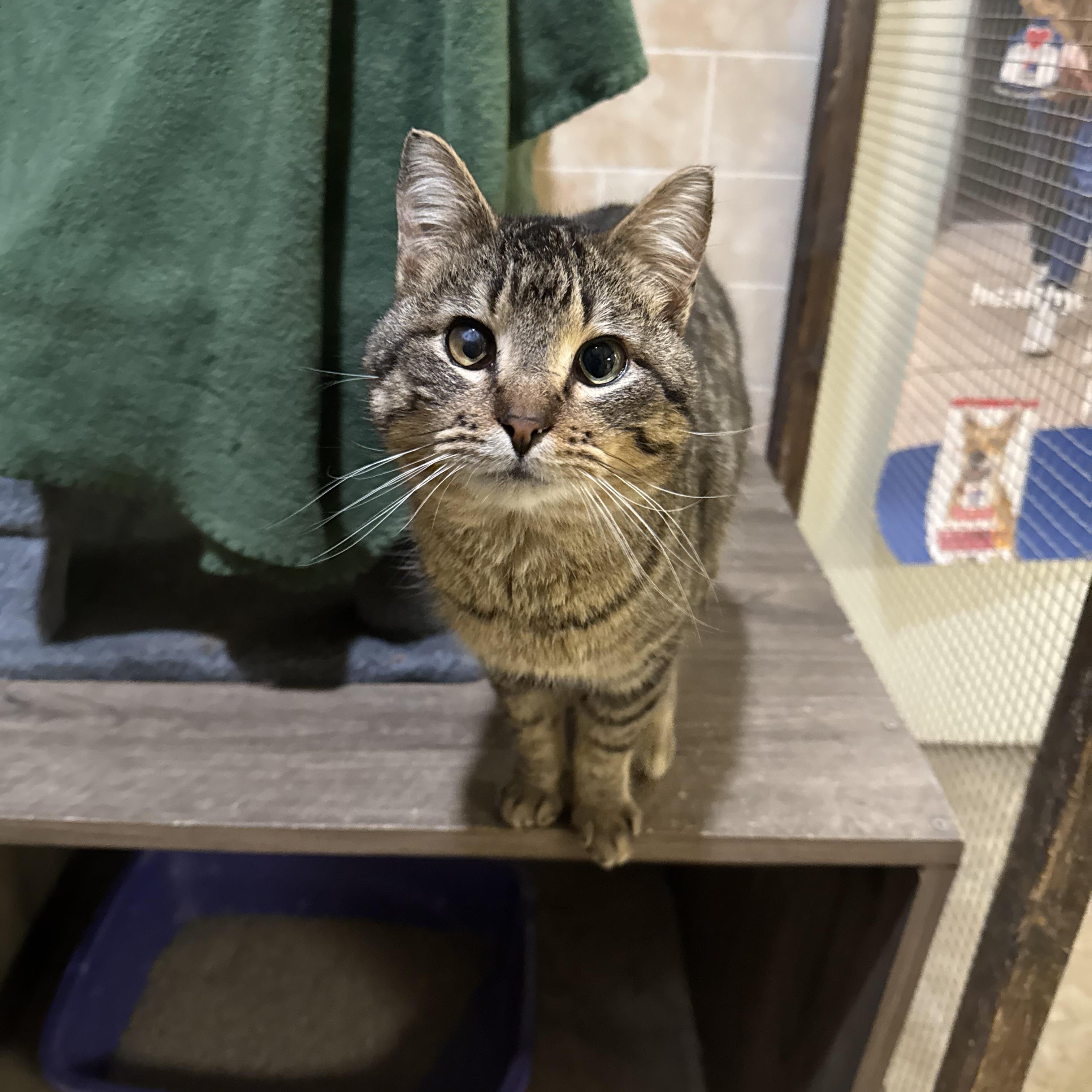 Enlarge Teddy, a ADOPTABLE Domestic Short Hair in Dodgeville, WI image 1/1