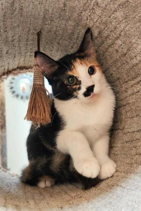 Enlarge Mallory, an adopted Calico in Oklahoma City, OK image 2/4