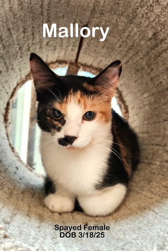 Enlarge Mallory, an adopted Calico in Oklahoma City, OK image 3/4