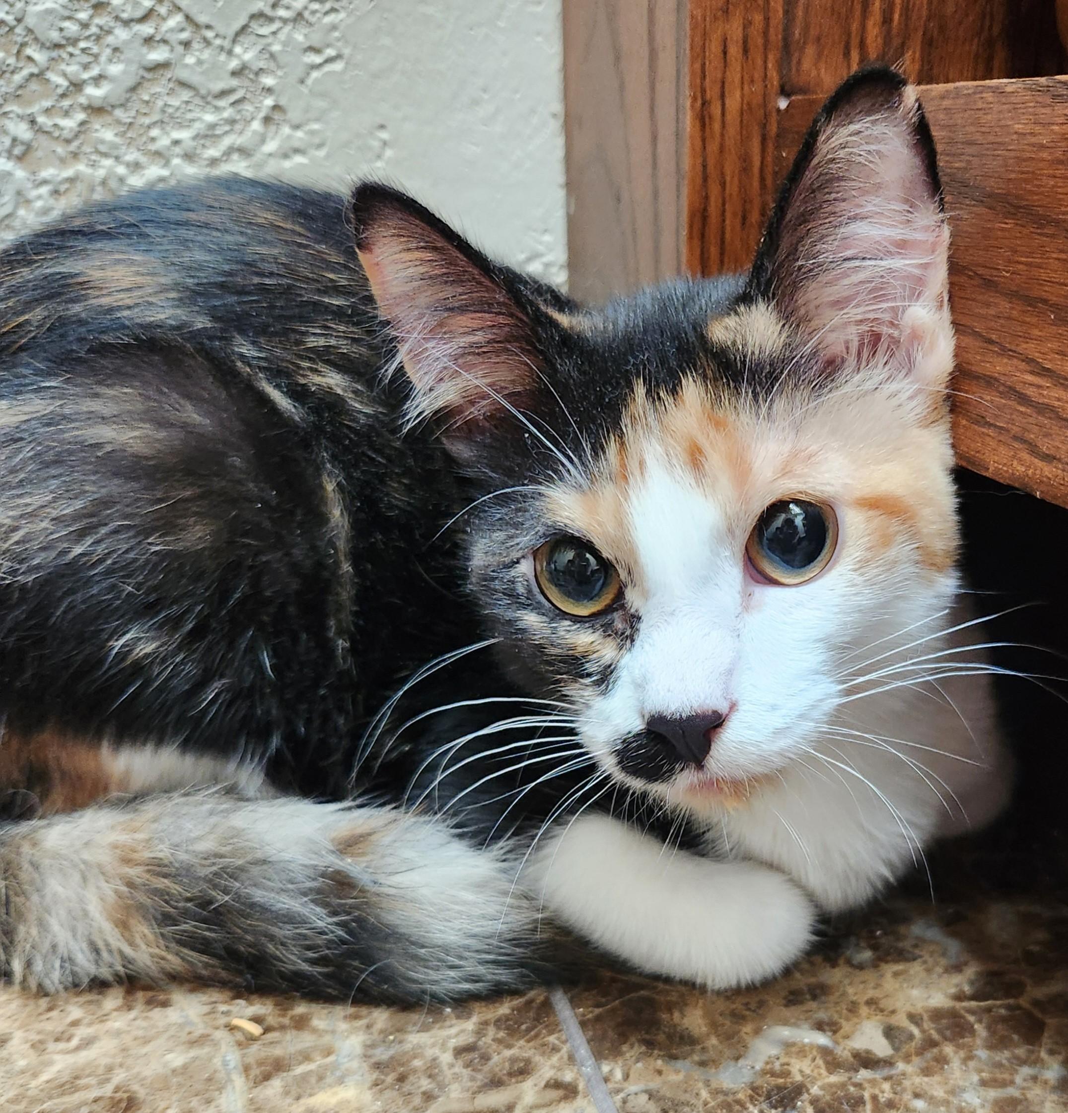 Mallory, adopted, Young Female Calico.