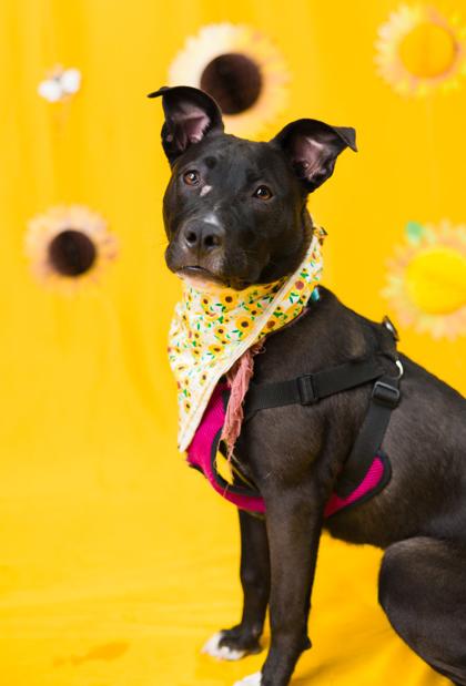 Jackie, Adoptable, Young Female Terrier & Mixed Breed.