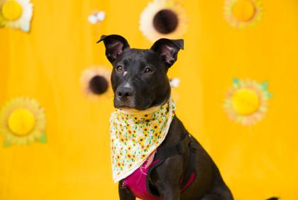 Enlarge Jackie, a Adoptable mixed breed in Seattle, WA image 2/3