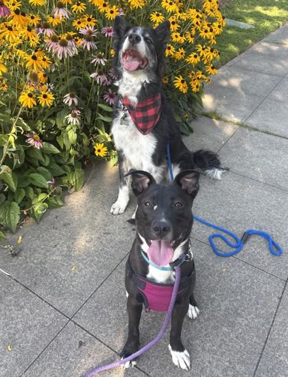 Enlarge Jackie, a Adoptable mixed breed in Seattle, WA image 3/3