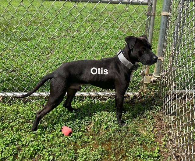 Otis, Adoptable, Young Male American Staffordshire Terrier.