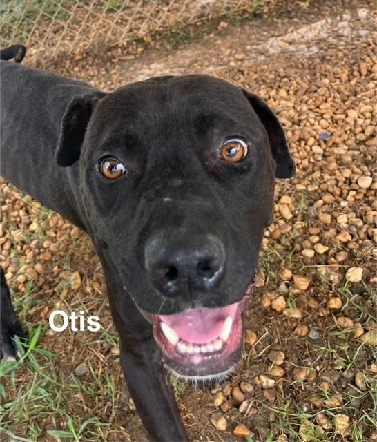 Enlarge Otis, a Adoptable American Staffordshire Terrier in Newberry, SC image 2/4