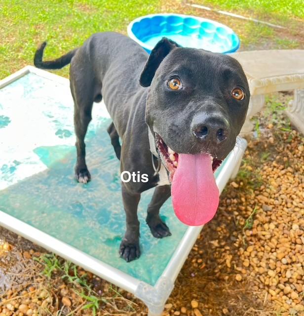 Enlarge Otis, a Adoptable American Staffordshire Terrier in Newberry, SC image 3/4