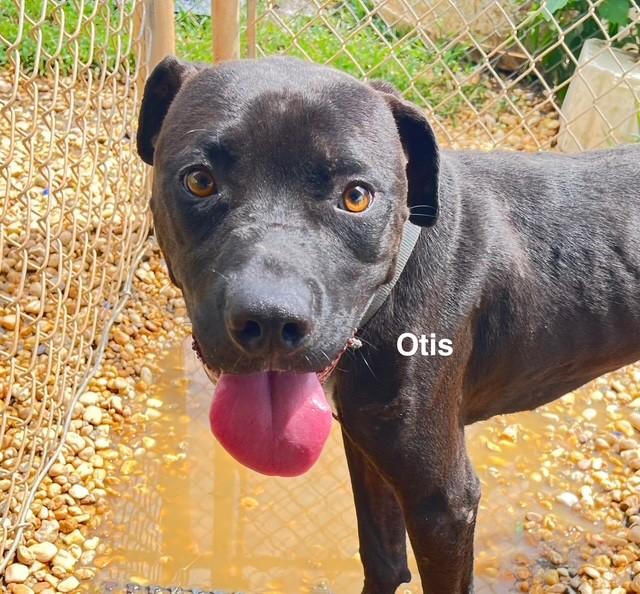 Enlarge Otis, a Adoptable American Staffordshire Terrier in Newberry, SC image 4/4