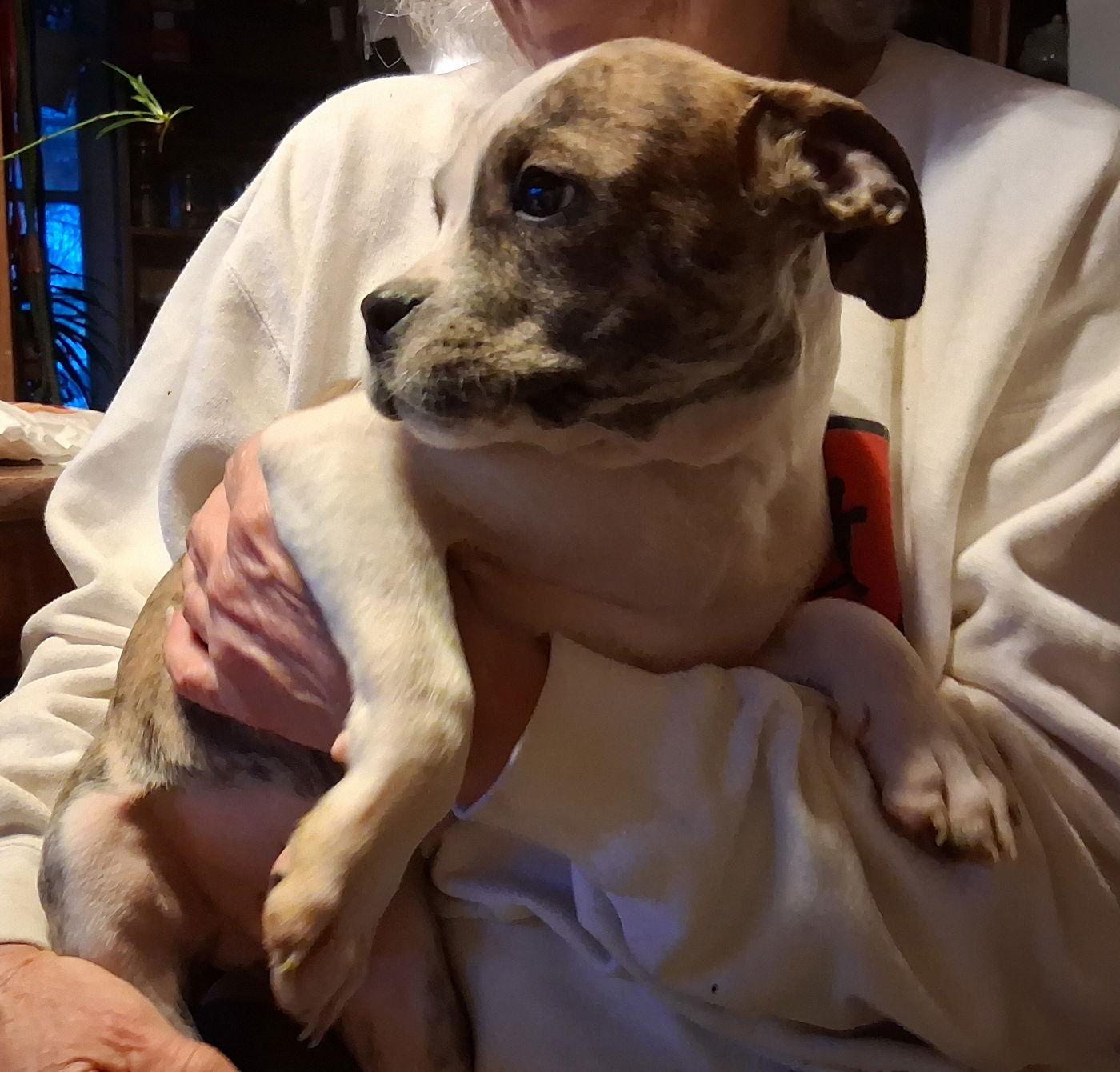 Otis, Adoptable, Puppy Male Boxer & Beagle.