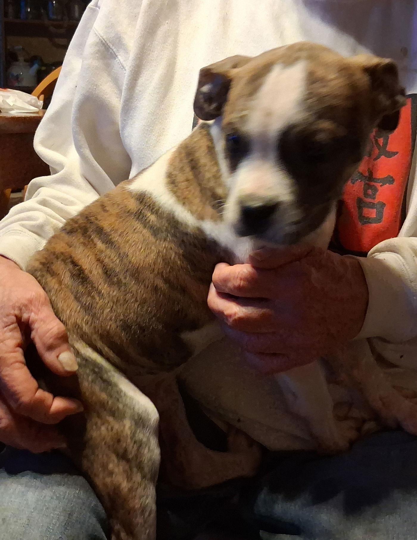 Otis, Adoptable, Puppy Male Boxer.