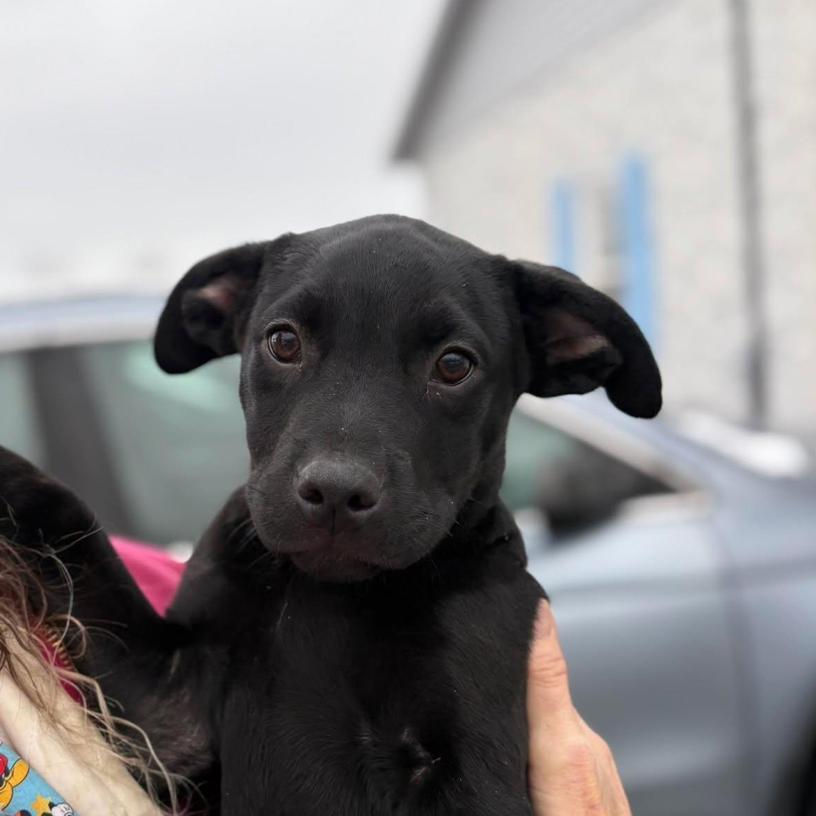 Nicholas, ADOPTABLE, Puppy Male Labrador Retriever.